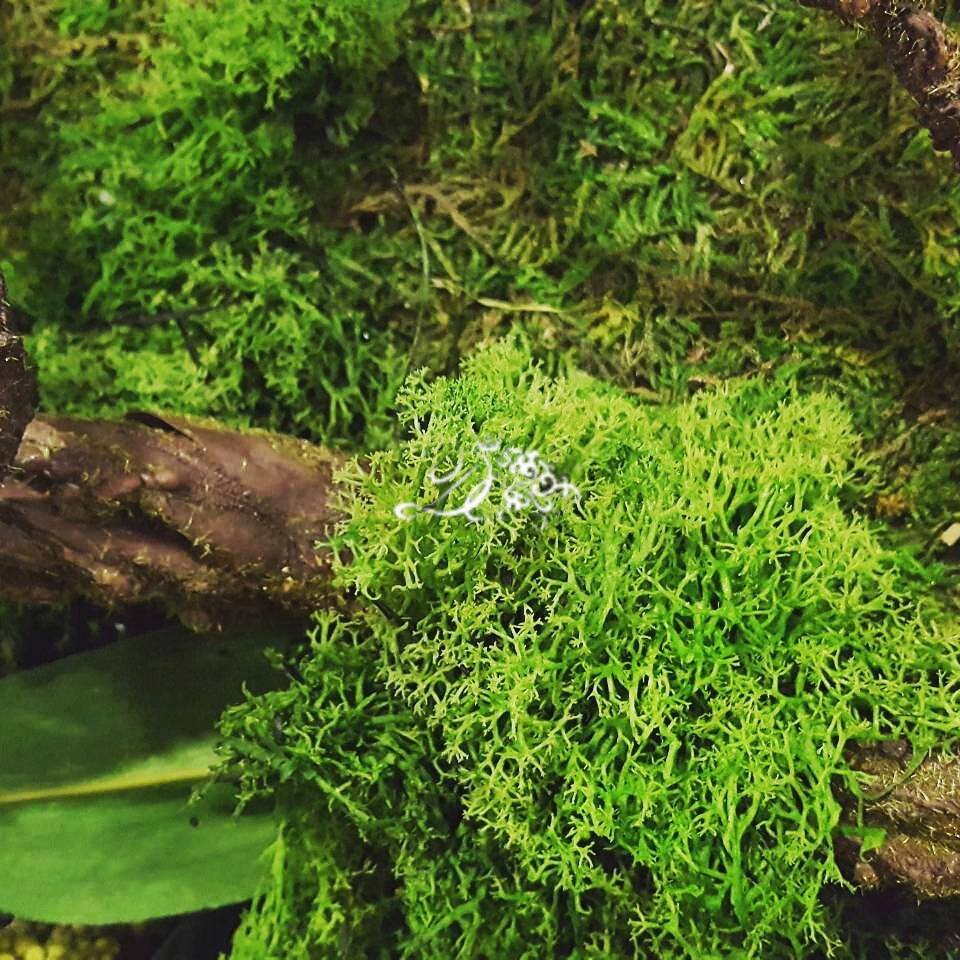 Картина из искусственных растений санат. Плисса (вертикальное озеленение)